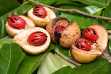 Nutmeg 100+ Seeds Myristica fragrans for Planting