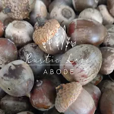 Bulk Raw Fresh Acorns By The Pound For Wildlife Feed Squirrels Chipmunks Deer