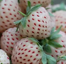 200 White Strawberry Seeds Organic Fruit Seed S006