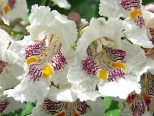 Catalpa speciosa northern tree seeds - catawba hardy western cigar tree