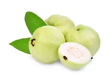 1 SUPER RARE Allahabad Safeda Guava plant Organic