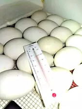 1 FERTILE HATCHING GOOSE EGGS BARNYARD RANDOM MIX POSSIBLE POMERANIAN TOULOUSE +