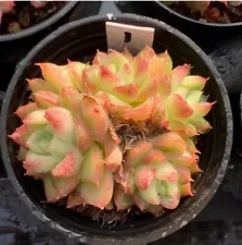 Multiple heads Succulent Live Plants Echeveria Queen Rose Garden Mini Succulent