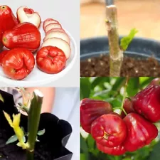 WAX APPLE RED JUMBO (SYZYGIUM SAMARANGENSE) Valuable live fruit Root cuttings