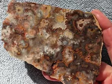 Crazy Lace Agate Slab From Mexico 5.7oz