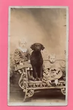 Curly Coated Retriever Dog Edwardian Children Social History Photo Postcard