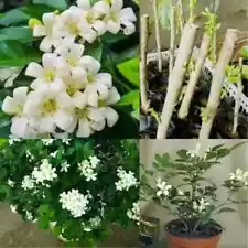 5+ Orange Jasmine Murraya Paniculata Live Plant Cuttings Flowers Fragrant New