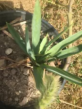 Yucca Aloifoliat are f1 Blue-green Good starter Winter coloration￼ And Spring