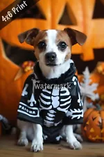 Jack Russell Terrier in a skeleton outfit ready for a Ha 4x6 Print