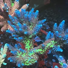 Thirstysreef Acropora Coral JF Jolt 3/4”