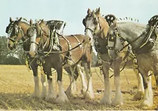 Clydesdale and Shire draft horse teams postcard