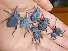 Blue Death Feigning Beetlee (Group of 5!) BDFB plus 2 Rough DFB!