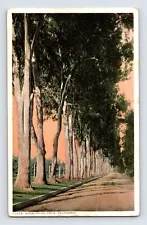 Postcard California Eucalyptus Tree Grove 1910s Unposted Divided Back