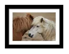 Equine art of an Icelandic Horse | Wildlife Prints for Sale - Home Decor Gifts