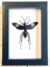 Giant Tarantula Hawk Wasp (Hemipepsis speculifer diselene) Box Frame Display Bee