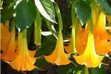 100 Yellow Datura Seeds Moonflower Angel's Trumpet Seed Garden Flowers