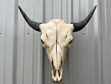 BUFFALO BULL SKULL 25” INCH WIDE HORN AMERICAN BISON MOUNTED HEAD TATONKA