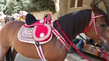 Arabian Horse Saddle Egyptian Dancing Saddle Handmade saddle dancing Horse