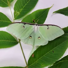 15 Live Luna Moth Eggs