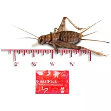 1000 Ct 3/4 Banded Crickets Gut Loaded