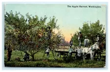 POSTCARD The Apple Harvest Washington Horse Cart Ladders Orchard WA