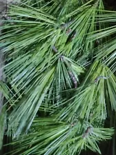 White Pine Needles 4 oz Harvested at time of order Wild and Fresh