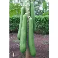 papaya seed for sale