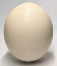 Ostrich Egg Approx 5.5" Long Blown Out