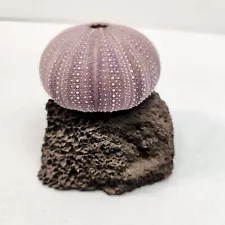 Vintage Purple Color Sea Urchin on Black Lava Rock Art Sculpture Hawaii Rare