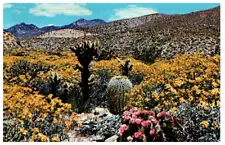 Desert In Bloom Cactus Postcard Posted 1973