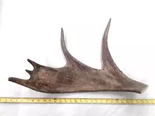 Real natural moose antler for decor rustic antlers crafts carving crafting USA