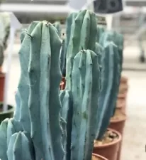 blue myrtle cactus for sale