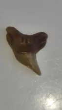 shark tooth tiger shark fossil shark teeth great for collector/jewelry