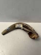 Traditional Kosher Ram Shofar from Israel-Ancient Jewish Musical Intent 10”-12”