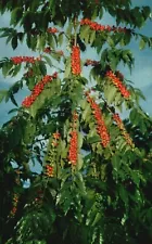 Vintage Postcard Kona Coffee Famous Beans Red-Ripe For Picking Kona Dist. Hawaii