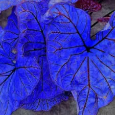 elephant ear seeds for sale