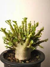 Adenium socotrana + Free certificate, Bonsai, caudiciform,Desert Rose (533)