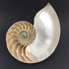 Nautilus pompilius Chambered Nautilus 6 3/4”