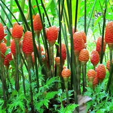 4 Shampoo Ginger Rhizomes, Zingiber Zerumbet, Pine Cone, Free Ship w/ Free Offer