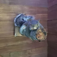 Large Gray Squirrel Taxidermy Wall Mount Full Body Grey/Wildlife Animal Art