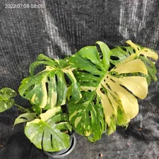 Large Monstera Thai Constellation Variegated Fully Rooted Houseplant Rare Actual