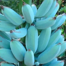 blue java banana seeds for sale