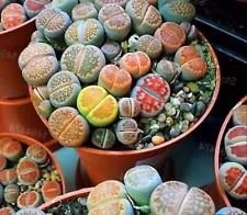 100pcs Rare Lithops Easy Living Stones Plant Succulent Cactus Fresh Seeds