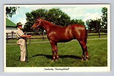 Lexington KY-Kentucky, Horse Ready For Sale, Antique, Vintage c1980 Postcard