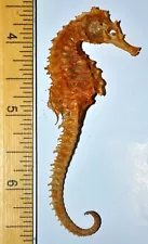 ANTIQUE seahorse FOSSIL SEA HORSE skeleton COMPLETE! shells FOR YOUR AQUARIUM