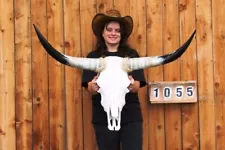 REAL STEER SKULL ART!! POLISHED LONG HORNS MOUNTED 3' 5" COW BULL LONGHORN H1055