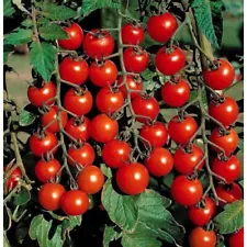 micro dwarf tomato seeds for sale