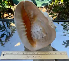 Cassis Cornuta Queen Horned Helmet Blow Horn Seashell 9x7 Large Hawaiian Islands