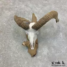 #21527 P | Corsican Ram Horn Taxidermy Mount For Sale