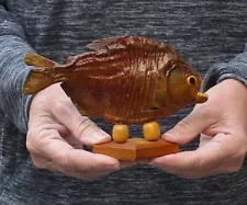 Real 6" South American Mounted Piranha fish on wooden base taxidermy #46870